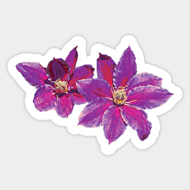 Clematis - Purple Clematis Sticker by SusanSavad